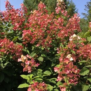 Meet your Posher, Lucy